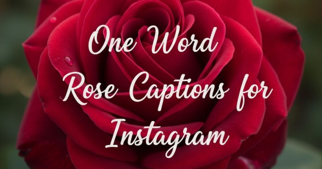 One Word Rose Captions for Instagram